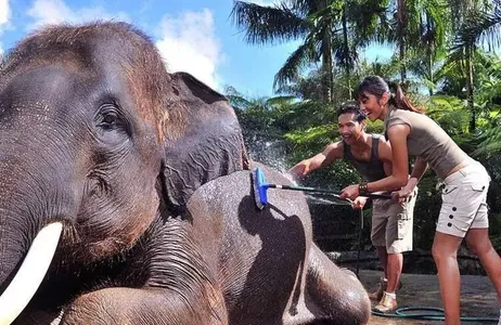 Bali Tour Café da manhã com os elefantes