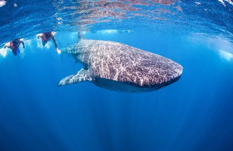 Máncora Tour Nado con adrenalina: busca y nada con tiburones