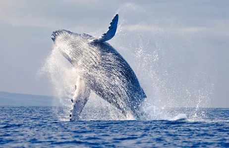 Máncora Tour Avistamiento de Ballenas en Máncora - Gigantes Majestuosos