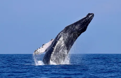 Provincia de Tumbes Tour Observação de Baleias: Majestosa Expedição de Baleias