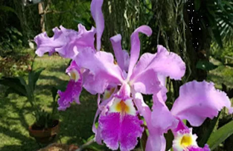 Bogota Tour Passeio privado ao Parque das Orquídeas saindo de Bogotá