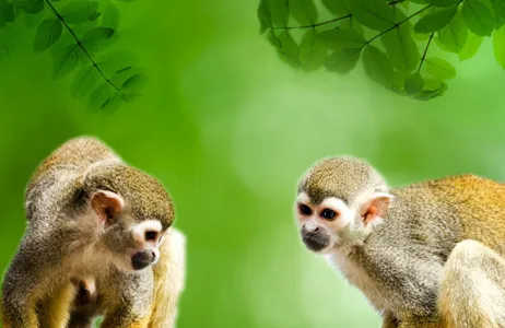 Leticia Tour Visit to the Amazon World Archaeological Park (private service)