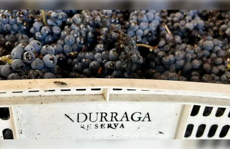 Santiago Tour Viña Undurraga com degustação e transferes
