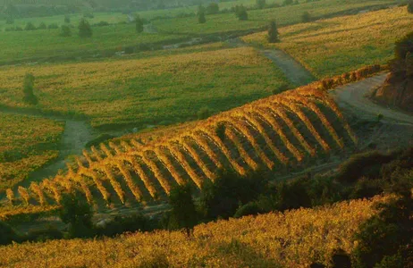 Santiago Tour Excursión de un día a la viña del Valle de Colchagua desde Santiago