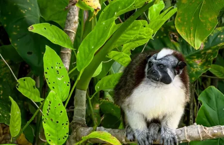 Panama City Tour Aventura Natural na Ilha dos Macacos e no Lago Gatun