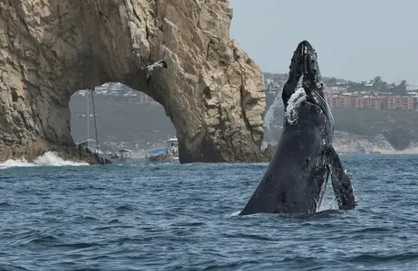 Cabo San Lucas Tour Whale Watching Tour: 2 Hours at Arch and Lovers Beach