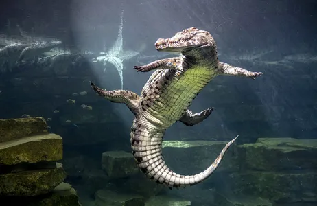 Dubai Ticket Passeio pelo Parque dos Crocodilos de Dubai com Traslados Privados