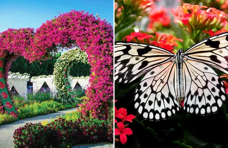 Dubai Tour Dubai Miracle and Butterfly Garden Tickets