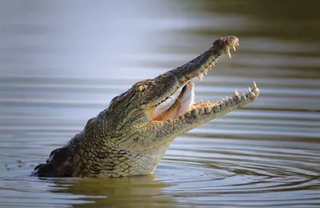Dubai Tour Dubai Crocodile Park Tickets