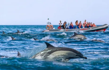 Albufeira Ticket Dolphins and Caves - Rib Boat
