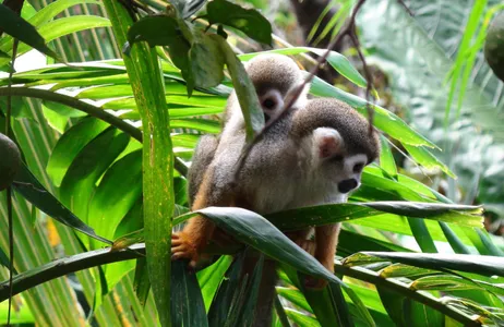 Punta Cana Tour Monkey Land Explorer de Punta Cana