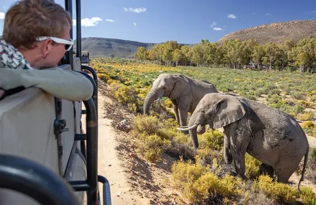 Cape Town Tour Experiência de safari diurno com jantar e transporte exclusivo