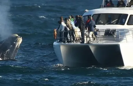 Hermanus Tour Excursión de avistamiento de ballenas en Hermanus 