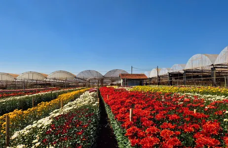 Holambra Tour Rural City Tour in Holambra