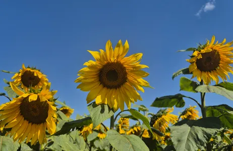 Holambra Tour Complete tour of Holambra 