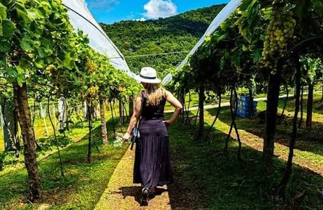 Canela Tour Transporte para el tour a la bodega Jolimont. 