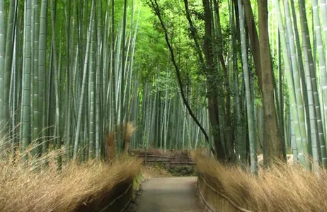 Kioto Ticket Kioto: Visita guiada en autobús turístico en japonés