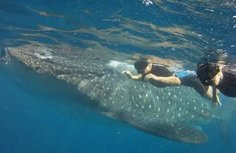 Swimming with Whale Shark in Cancun