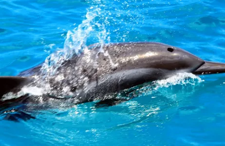 Boat Tour in Noronha
