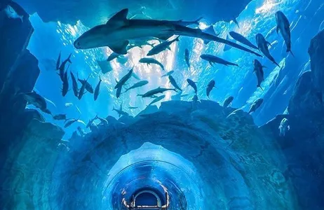 Dubai Tour Get ready to enter Dubai Aquarium and Underwater Zoo