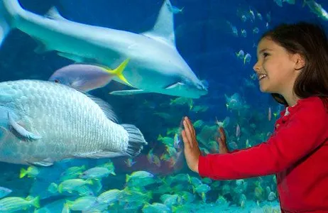 Melbourne Ticket SEA LIFE Melbourne: sem filas