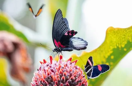 Houston Ticket Cockrell Butterfly Center no Museu de Ciências Naturais de Houston