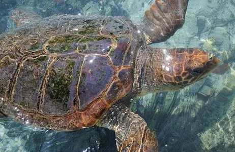 Miami Ticket Miami Seaquarium: pule a fila de admissão