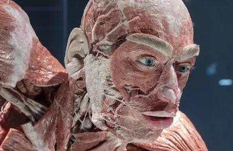 Berlin Ticket BODY WORLDS Berlim - O primeiro museu dos BODY WORLDS