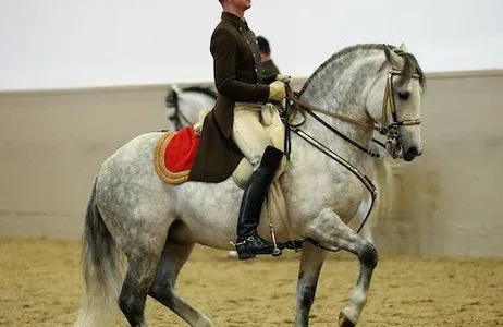 Vienna Ticket Lipizzaner Performance na Escola Espanhola de Equitação