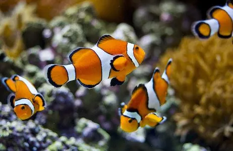Lisbon Ticket Oceanário de Lisboa: Admission + Hop-on Hop-off Lisbon