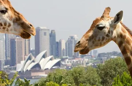 Mosman Ticket Zoológico de Taronga + balsa de retorno