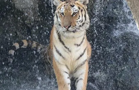 Abu Dhabi Ticket Parque Zoológico dos Emirados