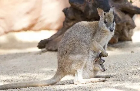 Sydney Ticket VIDA SELVAGEM Zoológico de Sydney