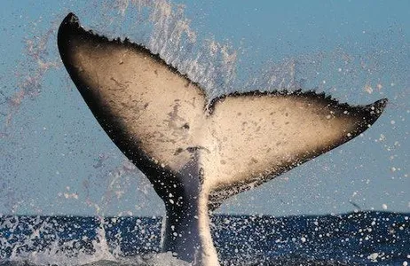 Sydney Ticket Cruzeiro de catamarã de observação de baleias de 3 horas em Sydney