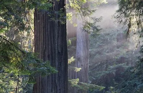 San Francisco Ticket Muir Woods e Sausalito: viagem de um dia saindo de São Francisco