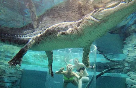 Darwin Ticket Crocosaurus Cove: Cage of Death Experience