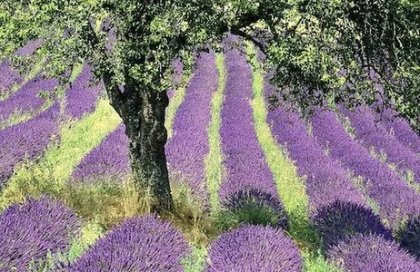 Nice Ticket Gorges of Verdon e Fields of Lavender Tour