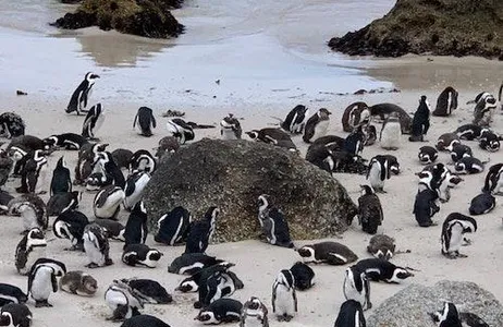 Cape Town Ticket Cape Point &amp; Boulders Beach Private Tour com Penguin Encounter