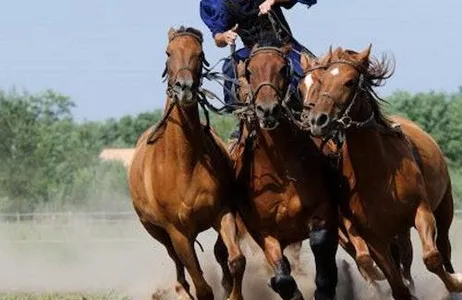 Budapest Ticket Excursão de dia inteiro a Puszta saindo de Budapeste, incluindo show de cavalos e almoço