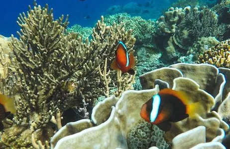 Bali Ticket Padang Bai: Lagoa Azul e mergulho com snorkel em Tanjung Jepun com almoço e traslado