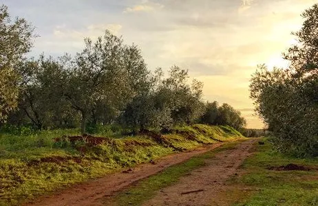 Seville Ticket Fazenda de azeite de Sevilha: tour guiado