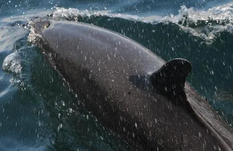 Puerto Vallarta Ticket Wild Dolphins Tour &amp; Snorkeling