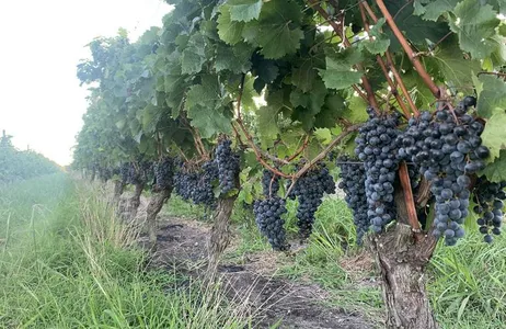 Montevideo Tour Visit Bodega Bouza + Wine Tasting 