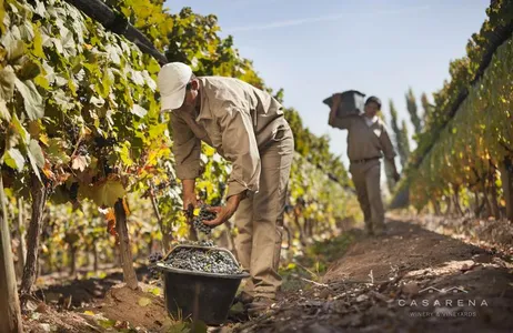 Mendoza Tour Vinícolas e Aceitera em Mendoza