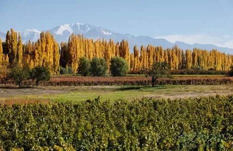 Mendoza Tour Tour de vinhos e azeites em Mendoza