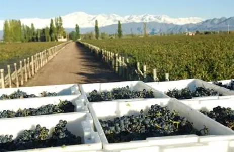 Mendoza Tour Caminho do vinho Valle de Uco com almoço - Full day