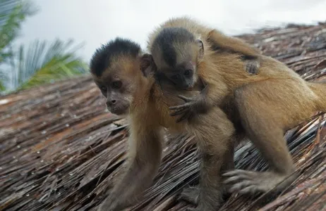 Barreirinhas Tour Circuito Igarapé das Flores, Alazão e Vassouras