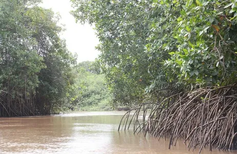 Parnaíba Tour Experiência privativa Igarapé do Guirindó 