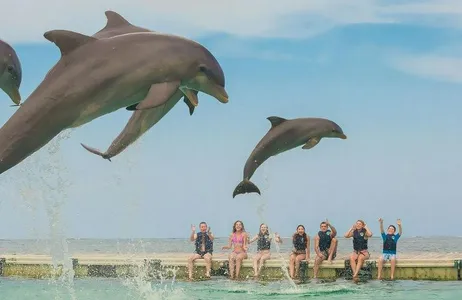 Punta Cana Ticket Dolphin Action