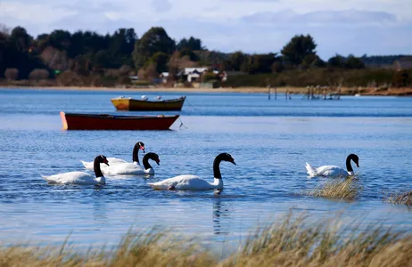 Puerto Varas Tour Passeio Ancud - Caulin (Colônias de Pinguins)